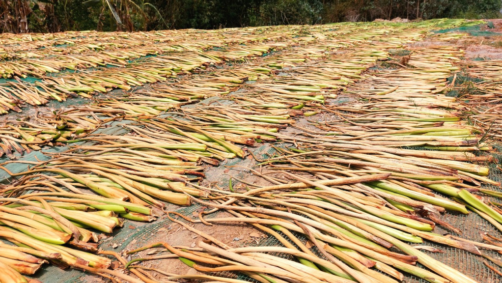 Nghề lạ ở Việt Nam: Nông dân kiếm tiền triệu nhờ thứ tưởng bỏ đi, tới mùa thu hoạch là xuất hiện đầy đường - 2