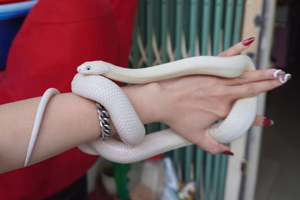 5 trào lưu nuôi thú cưng độc lạ ở Việt Nam: Có con nhìn vào sợ khiếp vía, có loài mệnh danh chăm chỉ nhất thế giới - 4