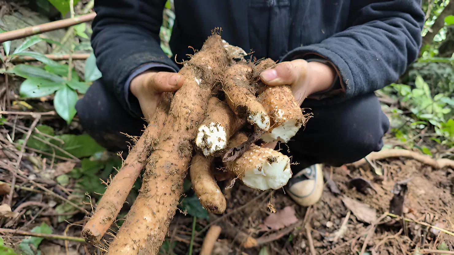 Trồng loại cây cho củ được ví “bổ như sâm”, cứ 8 tháng là thu hoạch giúp nông dân vươn lên làm giàu - 2
