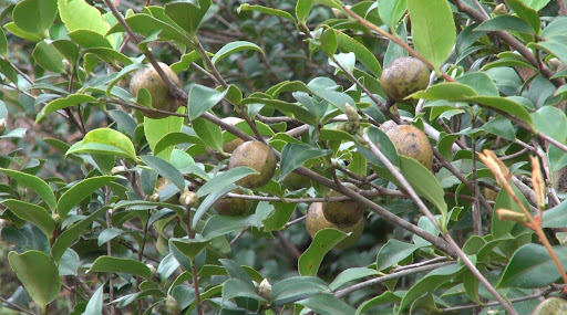 Loại quả trước kia rụng đầy sân chẳng ai ngó ngàng, nay đổi đời thành đặc sản được ví như “vàng lỏng”, tốt chẳng kém oliu - 3