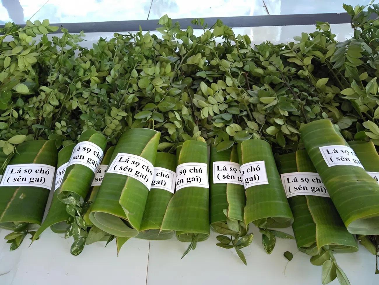 Nghề lạ ở Việt Nam: Cây mọc dại bìa rừng, xưa không ai ngó ngàng nay đem về vườn trồng giúp nông dân &#34;đổi đời&#34; - 3