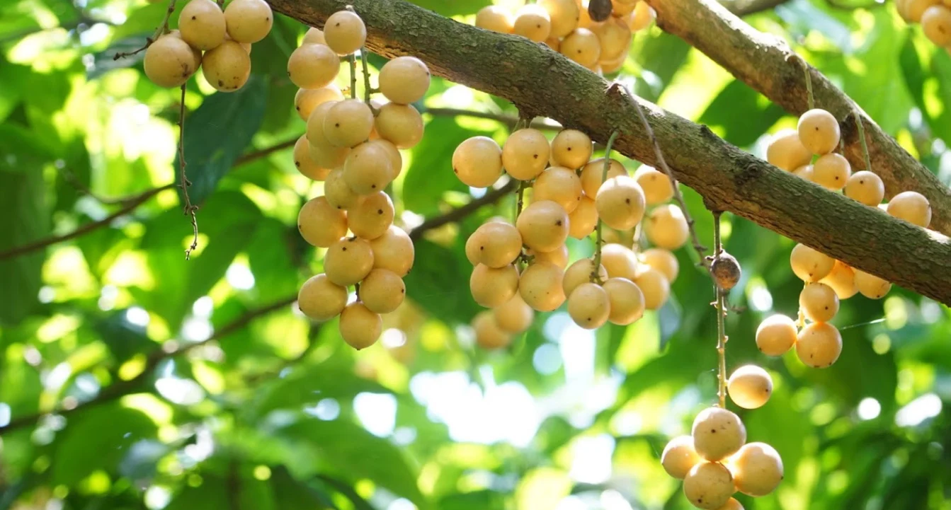 Loại quả xưa rụng đầy gốc không ai ngó ngàng, nay lên đời thành đặc sản miền Tây dân thành phố thích mê, 30.000 đồng/kg - 2