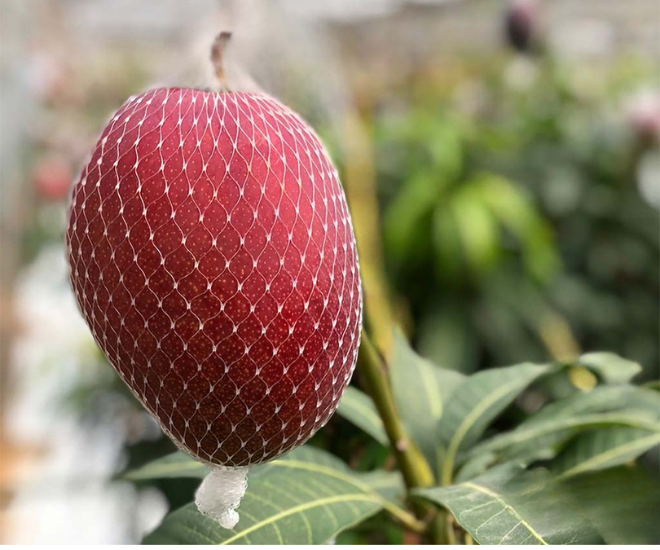 Loại quả đặc sản đắt đỏ bậc nhất thế giới giá tới 3 triệu đồng/kg, Việt Nam trồng thành công, nhiều người tìm mua - 1