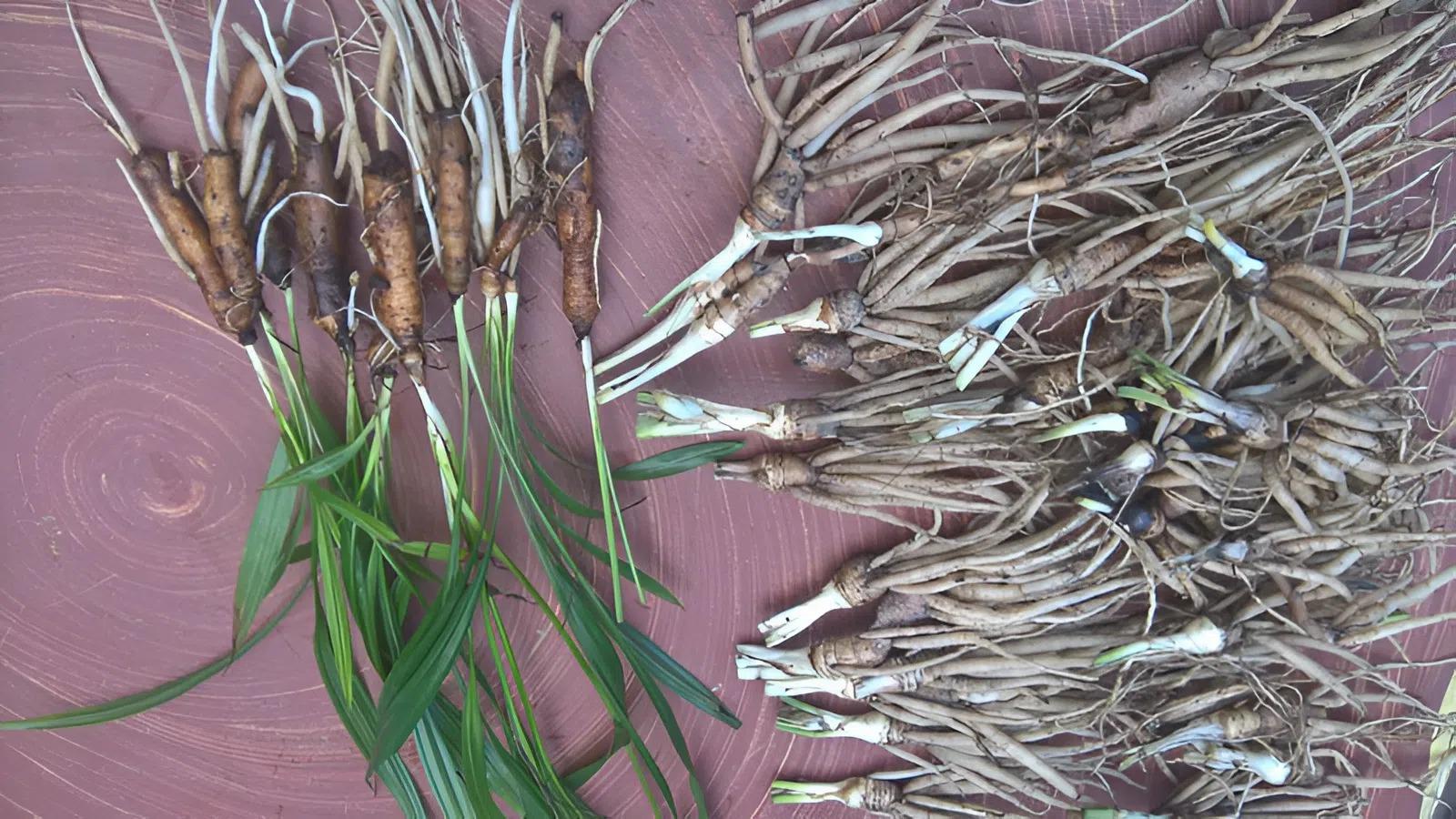 Cây dại mọc bờ rào xưa không ai ngó ngàng, nay lên đời thành đặc sản tốt cho nam giới, giá 600.000 đồng/kg - 3