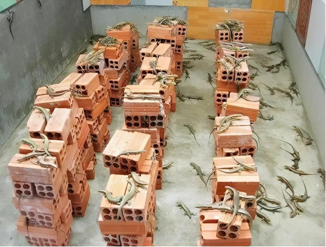 Nghề lạ ở Việt Nam: Nuôi loài vật có vẻ ngoài nhìn “rợn tóc gáy” 6 tháng là xuất bán, nhiều nông dân vươn lên làm giàu - 2