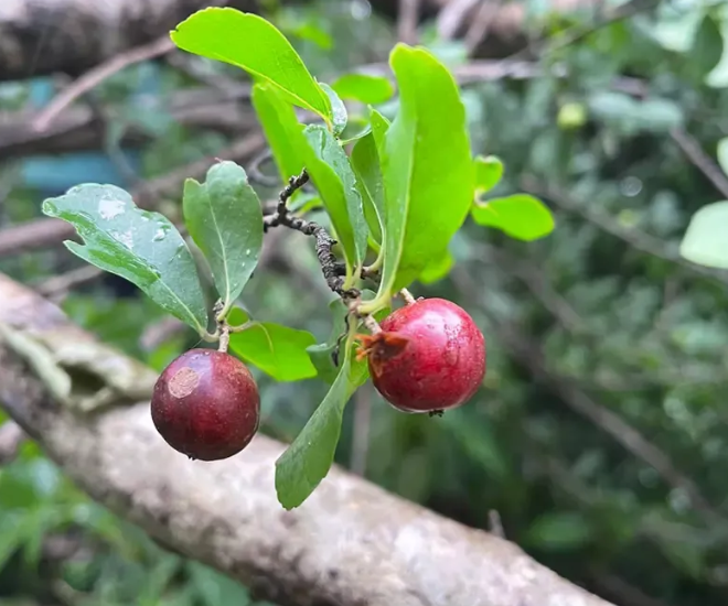 Loại quả xưa không ai ngó ngàng, nay lên đời thành đặc sản được dân thành phố ưa chuộng, bán 80.000 đồng/kg - 1