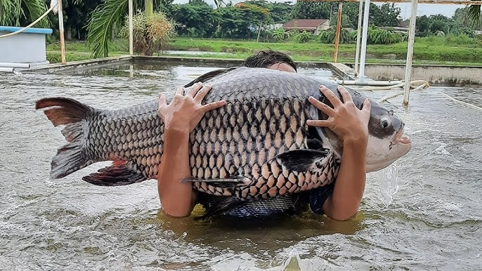 Nghề lạ ở Việt Nam: Nuôi loài cá ngoại cỡ, cầm 1 tay không xuể, nông dân thu lãi đậm, giá bán gần 500.000 đồng/kg - 2