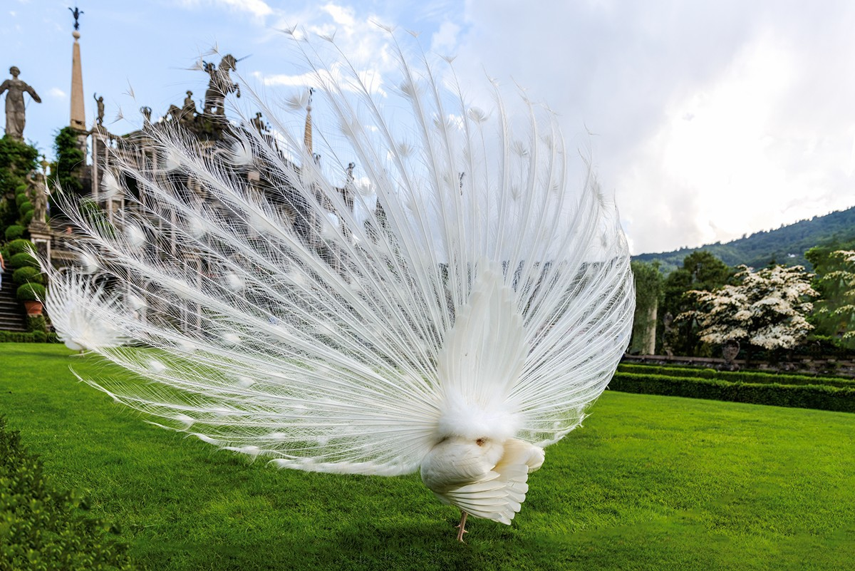 5 loài chim được giới siêu giàu chọn làm thú cưng, có con đắt hơn cả siêu xe, giá trị lên đến hàng tỷ đồng - 2