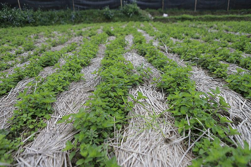 Loại cây được ví là "vàng đen", từng mọc hoang khắp nơi giờ trồng 4 tháng cho thu hoạch, nông dân thu lãi đậm - 3