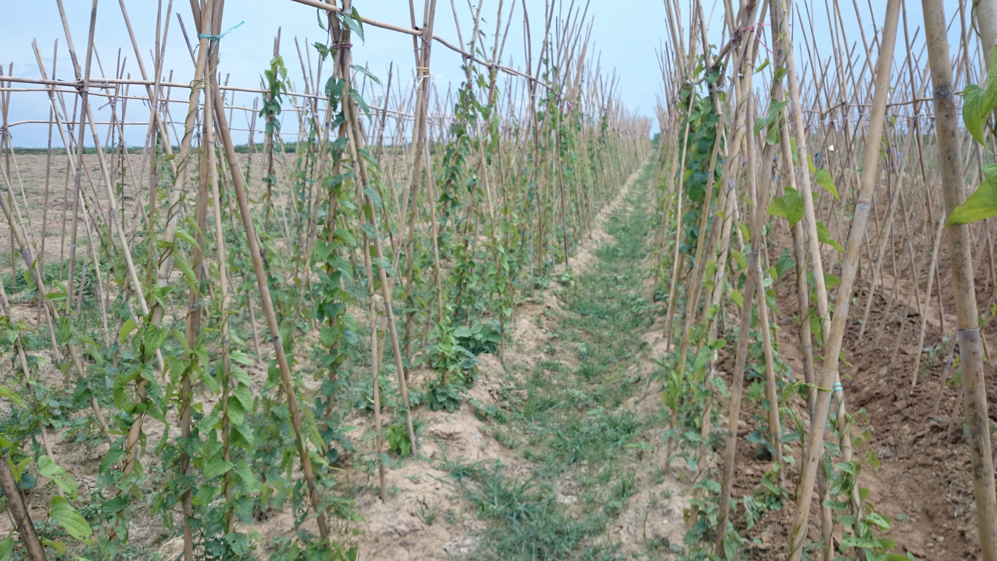 Trồng loại cây cho củ được ví “bổ như sâm”, cứ 8 tháng là thu hoạch giúp nông dân vươn lên làm giàu - 3