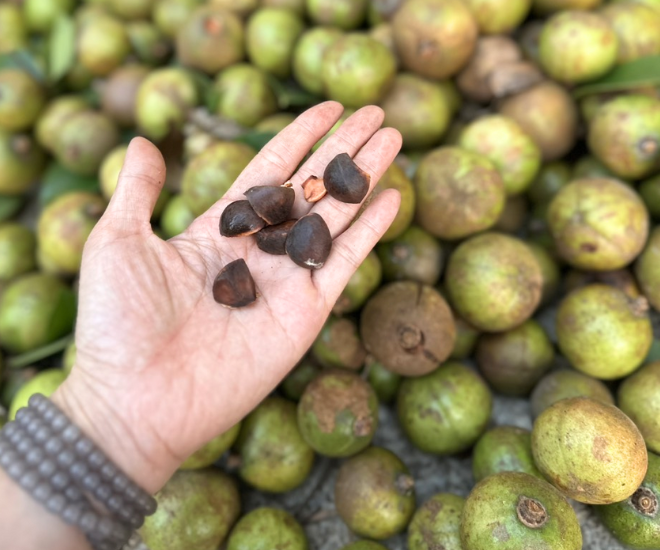 Loại quả trước kia rụng đầy sân chẳng ai ngó ngàng, nay đổi đời thành đặc sản được ví như “vàng lỏng”, tốt chẳng kém oliu - 2