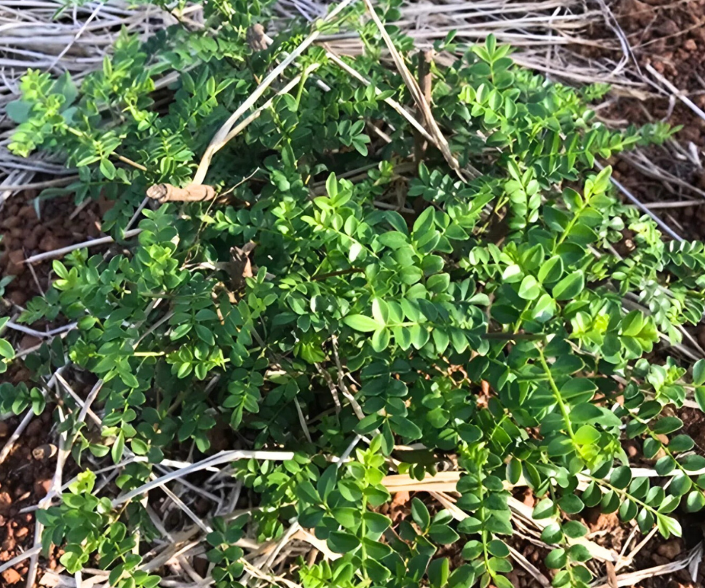 Nghề lạ ở Việt Nam: Cây mọc dại bìa rừng, xưa không ai ngó ngàng nay đem về vườn trồng giúp nông dân &#34;đổi đời&#34; - 1