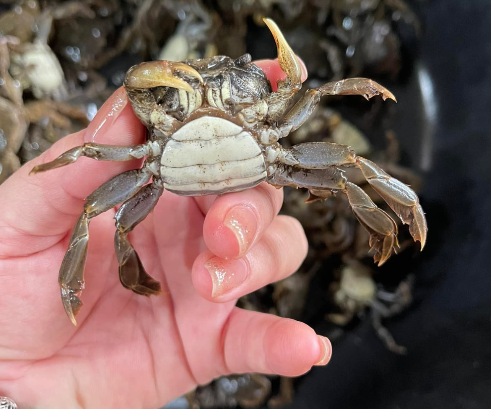 Đặc sản vùng nước lợ được ví như “lộc trời”, giá đắt đến 200.000 đồng/kg vẫn được người dân săn lùng tìm mua - 3