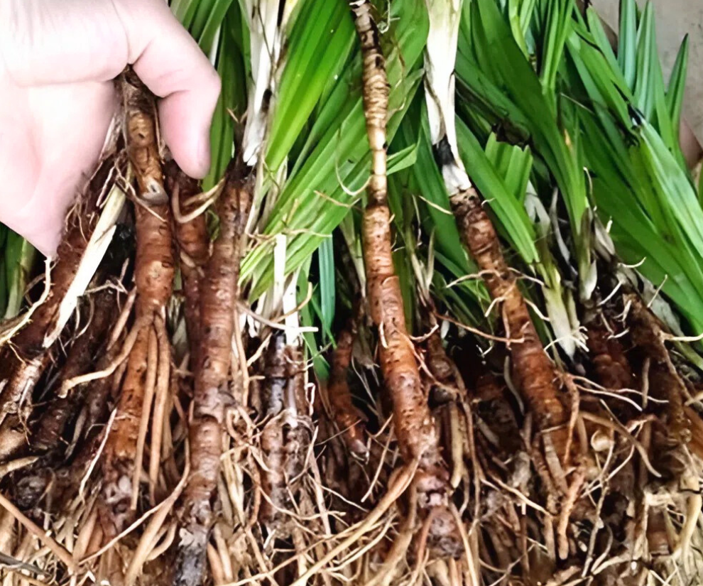 Cây dại mọc bờ rào xưa không ai ngó ngàng, nay lên đời thành đặc sản tốt cho nam giới, giá 600.000 đồng/kg - 1