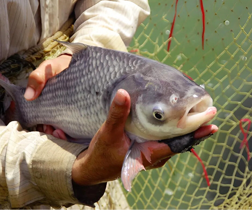 Nghề lạ ở Việt Nam: Nuôi loài cá ngoại cỡ, cầm 1 tay không xuể, nông dân thu lãi đậm, giá bán gần 500.000 đồng/kg - 1
