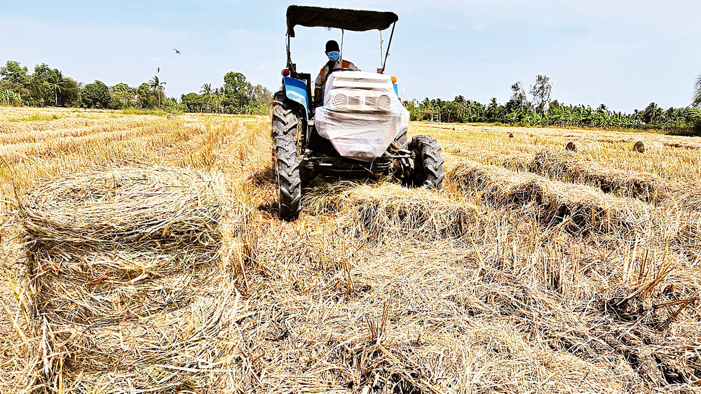 Nghề lạ ở Việt Nam: Đến mùa gặt tranh thủ gom thứ từng bị vứt bỏ, nay lên đời thành "vàng mềm" giúp nông dân làm giàu - 2