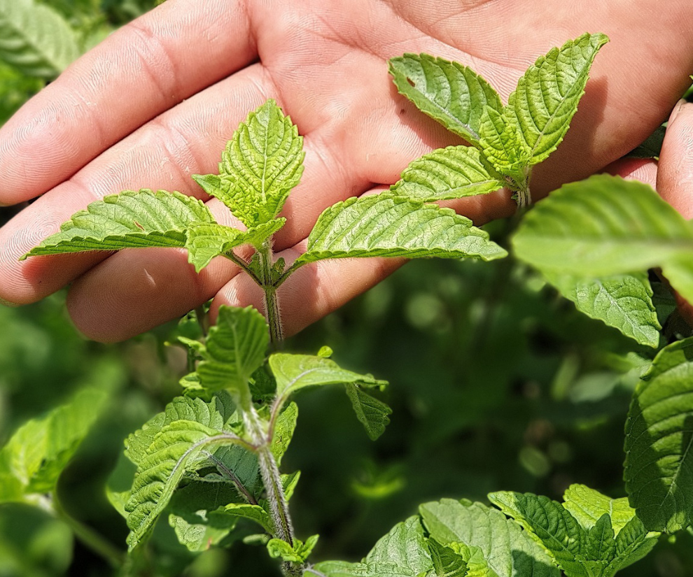 Loại cây được ví là "vàng đen", từng mọc hoang khắp nơi giờ trồng 4 tháng cho thu hoạch, nông dân thu lãi đậm - 1