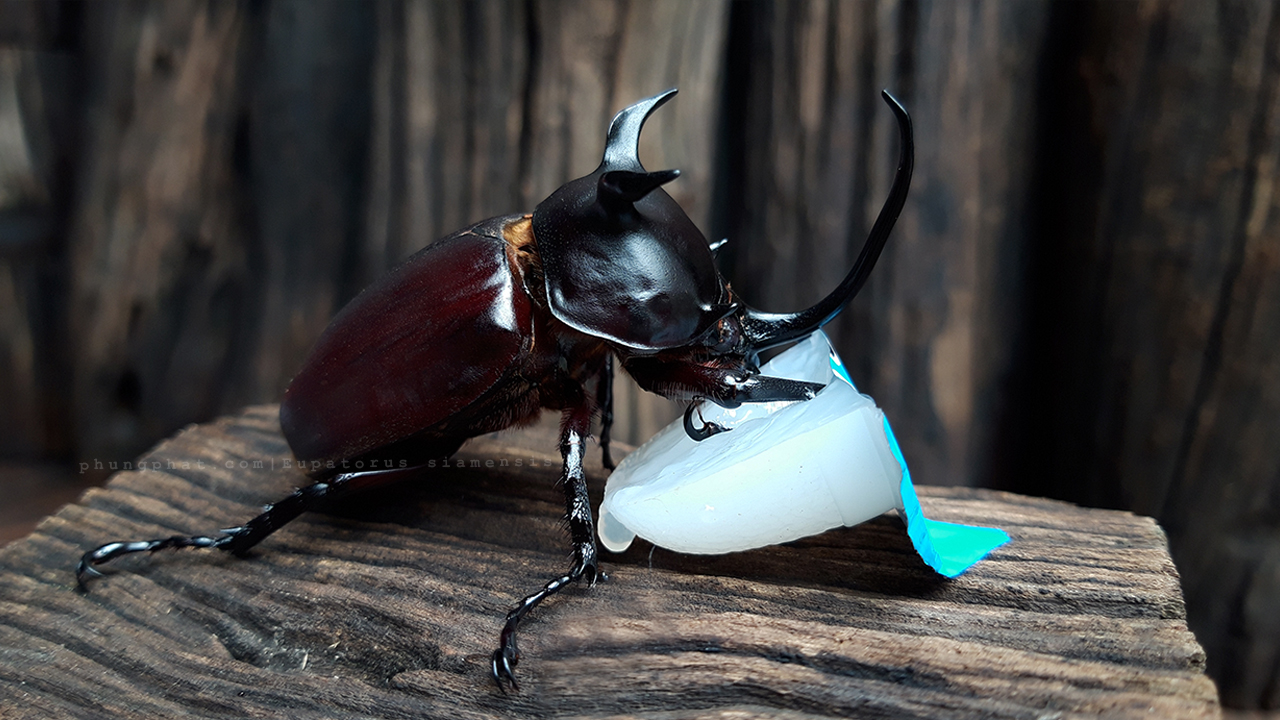 5 trào lưu nuôi thú cưng độc lạ ở Việt Nam: Có con nhìn vào sợ khiếp vía, có loài mệnh danh chăm chỉ nhất thế giới - 5