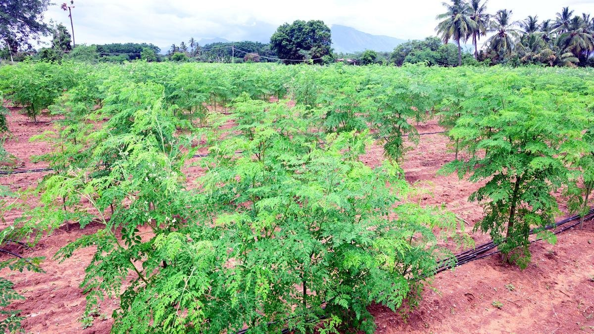 Nghề lạ ở Việt Nam: Loại rau được ví như "tổ yến của người nghèo", trồng 3 tháng cho thu hoạch thành đặc sản hút khách - 3