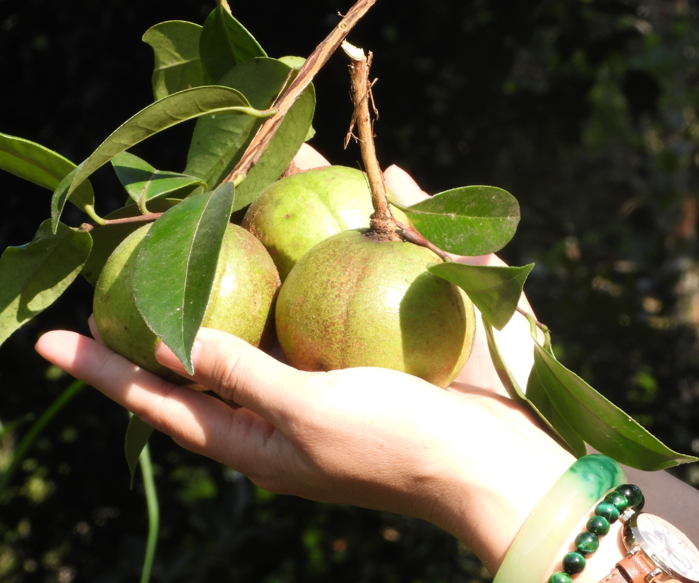 Loại quả trước kia rụng đầy sân chẳng ai ngó ngàng, nay đổi đời thành đặc sản được ví như “vàng lỏng”, tốt chẳng kém oliu - 1