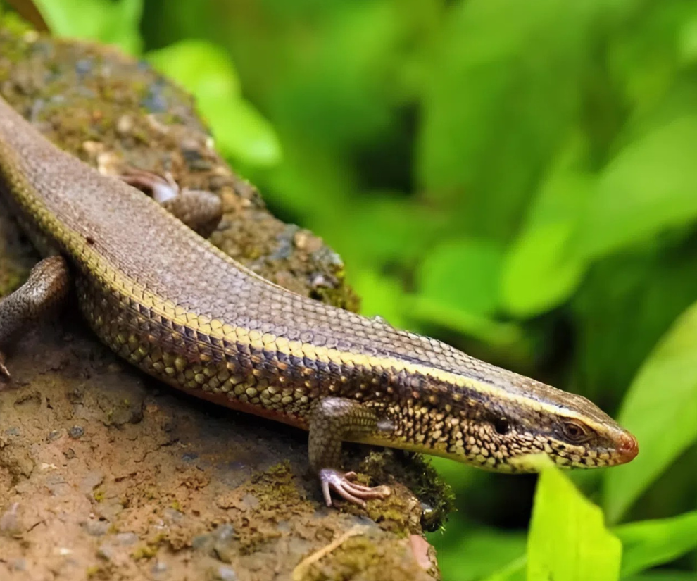 Nghề lạ ở Việt Nam: Nuôi loài vật có vẻ ngoài nhìn “rợn tóc gáy” 6 tháng là xuất bán, nhiều nông dân vươn lên làm giàu - 1