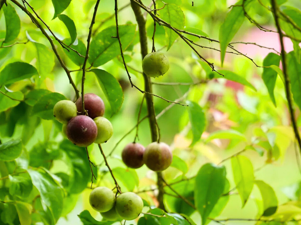 Loại quả xưa không ai ngó ngàng, nay lên đời thành đặc sản được dân thành phố ưa chuộng, bán 80.000 đồng/kg - 3