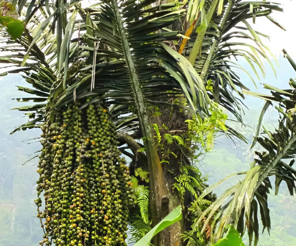 Loại hạt xưa rụng đầy vườn không ai ăn, giờ thành đặc sản được ưa chuộng, 200.000 đồng/kg vẫn cháy hàng - 1