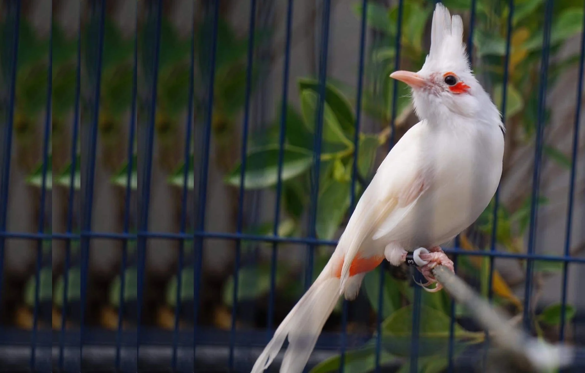 5 loài chim được giới siêu giàu chọn làm thú cưng, có con đắt hơn cả siêu xe, giá trị lên đến hàng tỷ đồng - 4