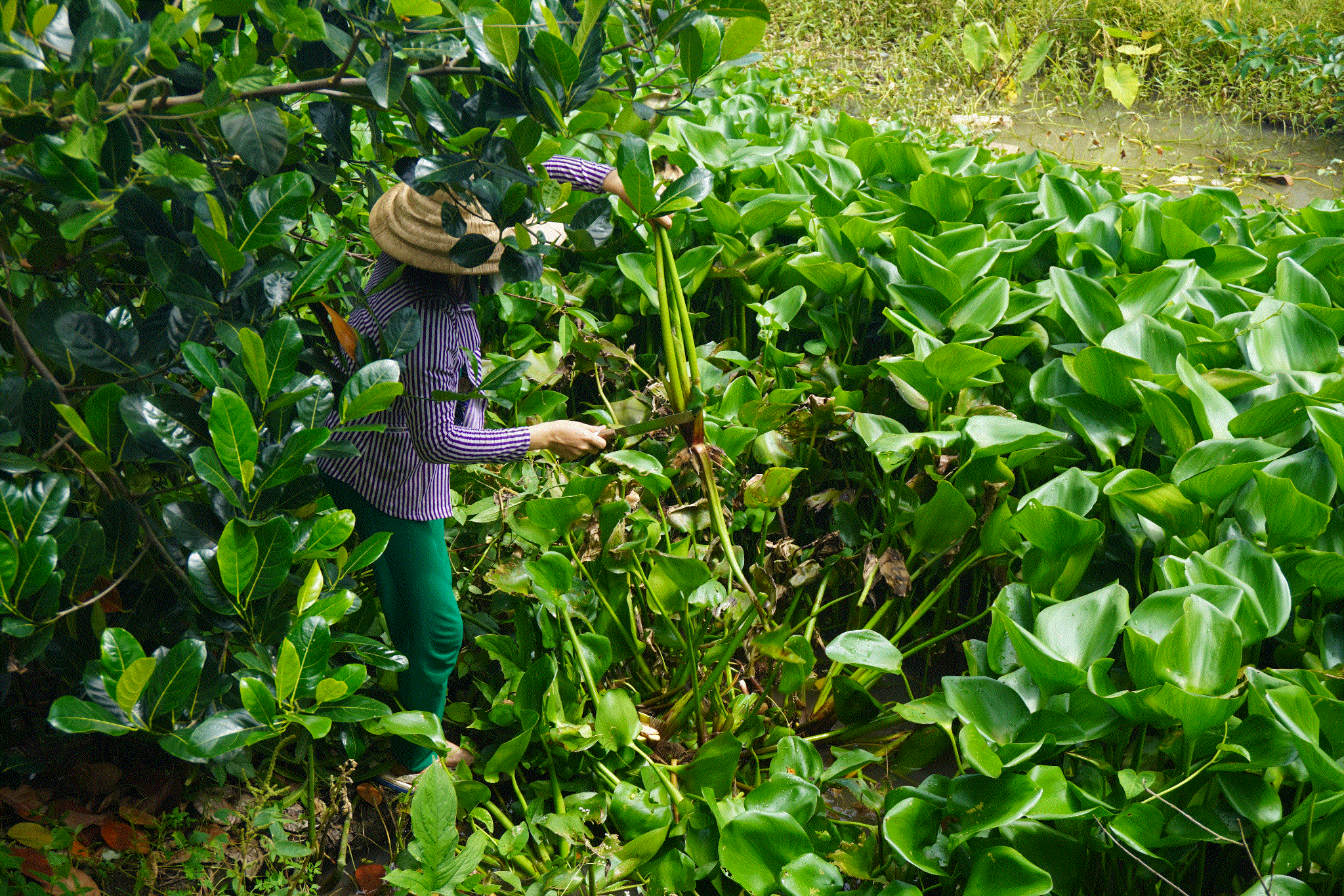 Nghề lạ ở Việt Nam: Nông dân kiếm tiền triệu nhờ thứ tưởng bỏ đi, tới mùa thu hoạch là xuất hiện đầy đường - 3