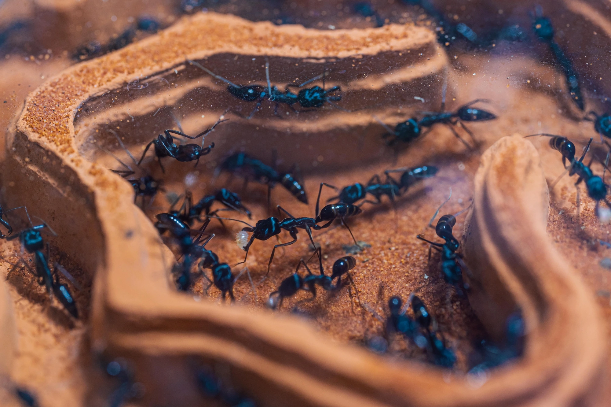 5 trào lưu nuôi thú cưng độc lạ ở Việt Nam: Có con nhìn vào sợ khiếp vía, có loài mệnh danh chăm chỉ nhất thế giới - 2