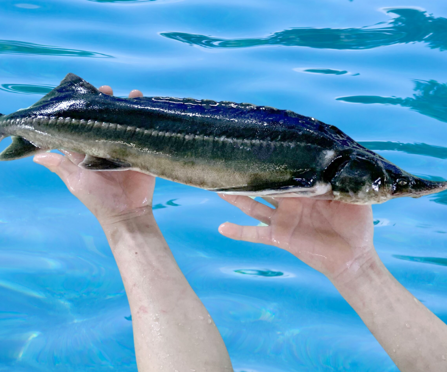 Loại cá quý hiếm trước đây chỉ dành cho vua chúa, nay thành đặc sản được ưa chuộng với giá đắt đỏ, 500.000 đồng/kg - 1