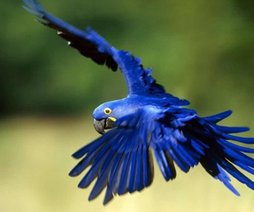 5 loài chim được giới siêu giàu chọn làm thú cưng, có con đắt hơn cả siêu xe, giá trị lên đến hàng tỷ đồng - 1