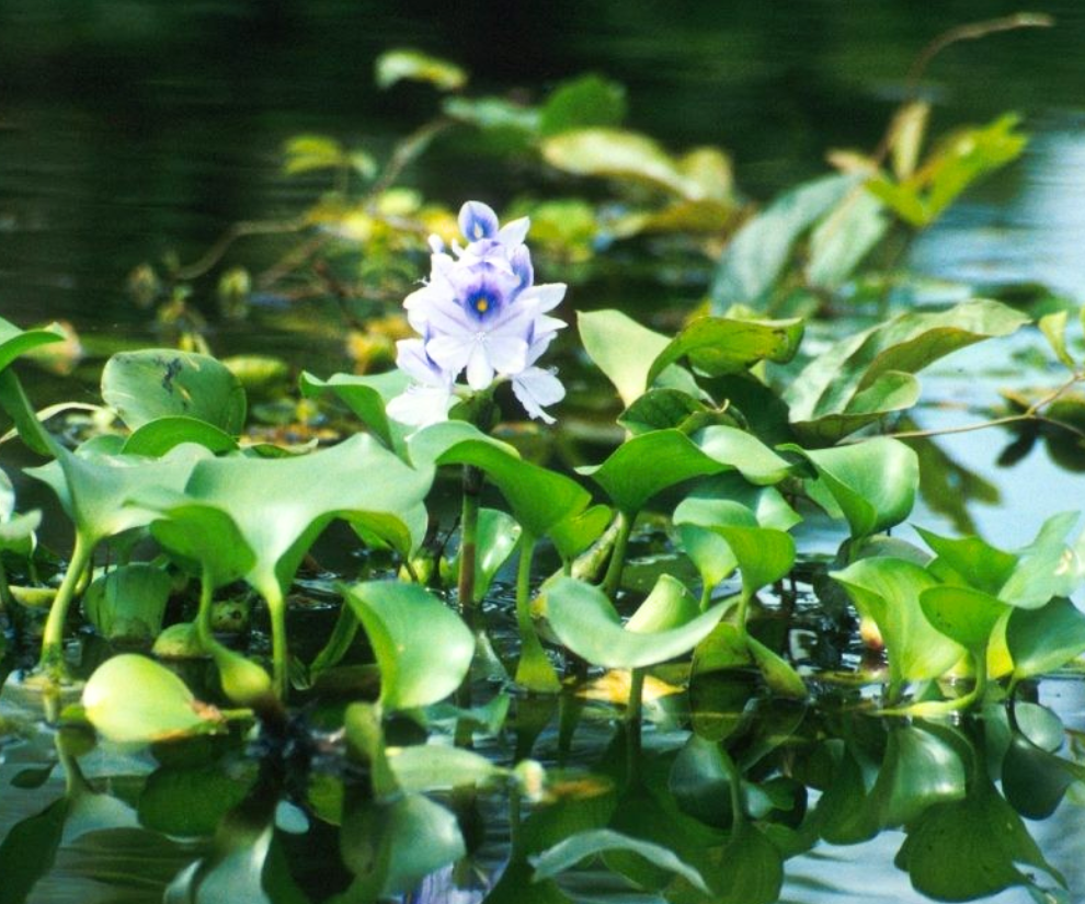 Nghề lạ ở Việt Nam: Nông dân kiếm tiền triệu nhờ thứ tưởng bỏ đi, tới mùa thu hoạch là xuất hiện đầy đường - 1