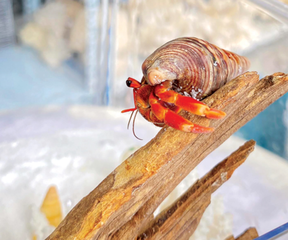 5 trào lưu nuôi thú cưng độc lạ ở Việt Nam: Có con nhìn vào sợ khiếp vía, có loài mệnh danh chăm chỉ nhất thế giới - 1