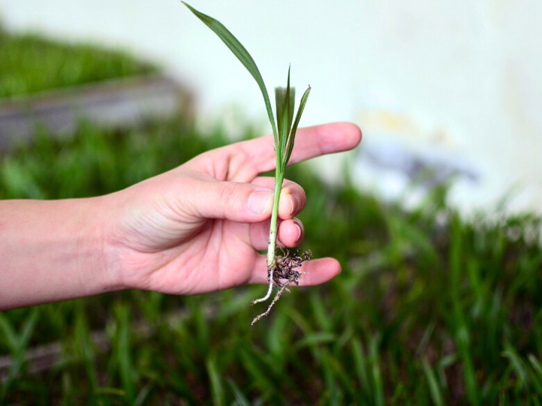 Cây dại mọc bờ rào xưa không ai ngó ngàng, nay lên đời thành đặc sản tốt cho nam giới, giá 600.000 đồng/kg - 2