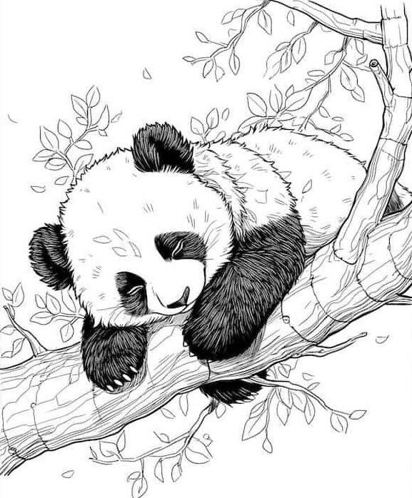 Tranh tô màu gấu trúc cho bé mầm non, người bạn hiền lành trong thế giới tuổi thơ - 12