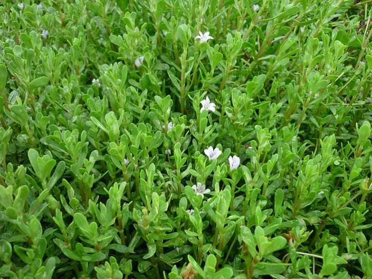 Nghề lạ ở Việt Nam: Cây mọc dại ở bờ mương trồng 2 tháng cho thu hoạch, hái bán quanh năm, thành đặc sản nổi tiếng - 4