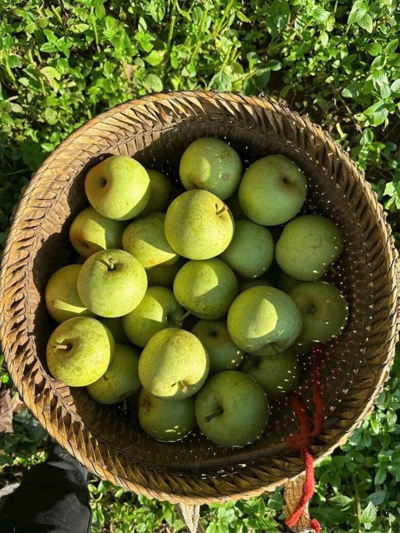 Loại quả &#34;tốt nhất thế giới&#34; được trồng bạt ngàn ở Việt Nam, thành đặc sản chỉ từ 20.000 đồng/kg, tốt cho sức khỏe - 5