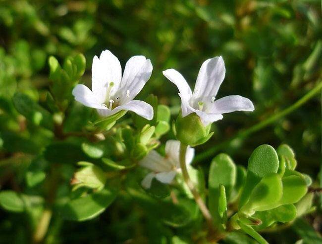 Nghề lạ ở Việt Nam: Cây mọc dại ở bờ mương trồng 2 tháng cho thu hoạch, hái bán quanh năm, thành đặc sản nổi tiếng - 5