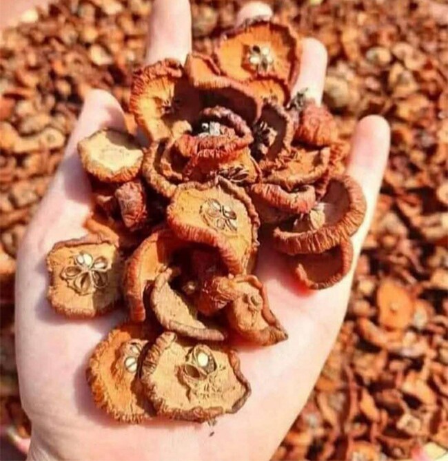 Loại quả xưa không ai ngó ngàng, nay lên đời thành đặc sản được ưa chuộng giá 120.000 đồng/kg, tốt cho sức khoẻ - 3