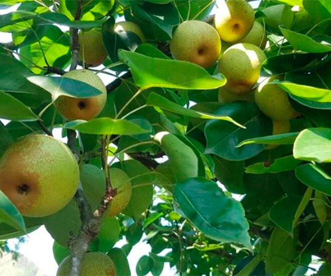 Loại quả &#34;tốt nhất thế giới&#34; được trồng bạt ngàn ở Việt Nam, thành đặc sản chỉ từ 20.000 đồng/kg, tốt cho sức khỏe - 1