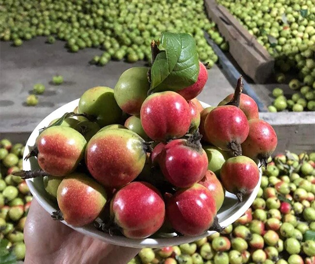 Loại quả xưa không ai ngó ngàng, nay lên đời thành đặc sản được ưa chuộng giá 120.000 đồng/kg, tốt cho sức khoẻ - 4