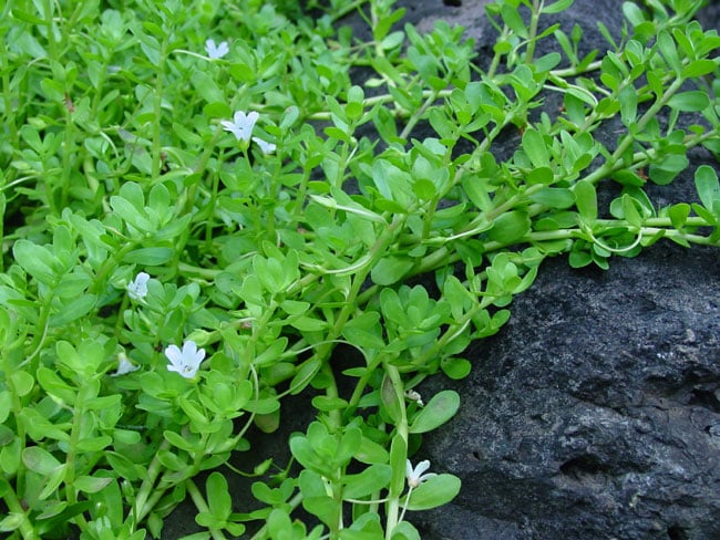 Nghề lạ ở Việt Nam: Cây mọc dại ở bờ mương trồng 2 tháng cho thu hoạch, hái bán quanh năm, thành đặc sản nổi tiếng - 3