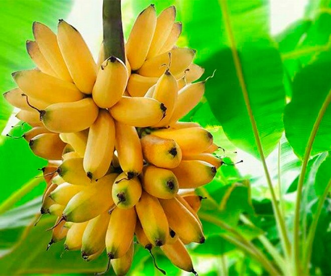 Loại quả "tốt nhất thế giới", Việt Nam trồng bạt ngàn thành đặc sản chỉ từ 15.000 đồng/kg, tốt cho sức khỏe - 1