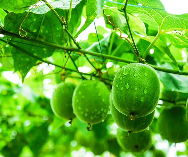 Loại quả leo hàng rào xưa không ai ngó ngàng, nay thành đặc sản được ưa chuộng giá 350.000 đồng/kg, tốt cho sức khoẻ - 1