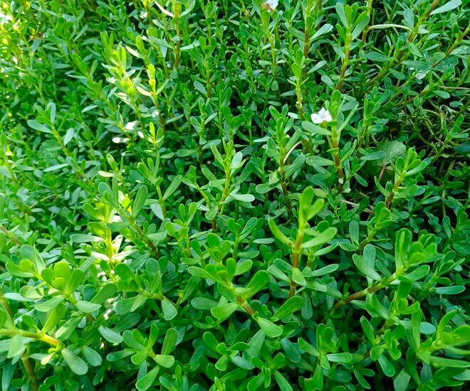 Nghề lạ ở Việt Nam: Cây mọc dại ở bờ mương trồng 2 tháng cho thu hoạch, hái bán quanh năm, thành đặc sản nổi tiếng - 1