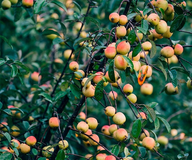 Loại quả xưa không ai ngó ngàng, nay lên đời thành đặc sản được ưa chuộng giá 120.000 đồng/kg, tốt cho sức khoẻ - 1