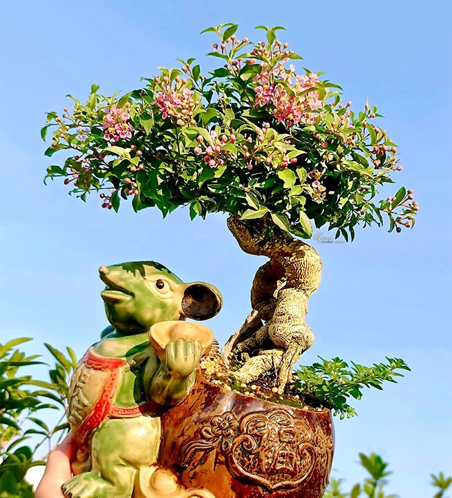 Cây ăn quả quen thuộc lên chậu thành bonsai được ưa chuộng, có cây giá tới 7 tỷ đồng, mang lại may mắn và tài lộc - 2