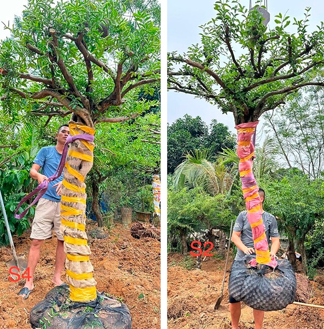 Cây ăn quả quen thuộc lên chậu thành bonsai được ưa chuộng, có cây giá tới 7 tỷ đồng, mang lại may mắn và tài lộc - 3