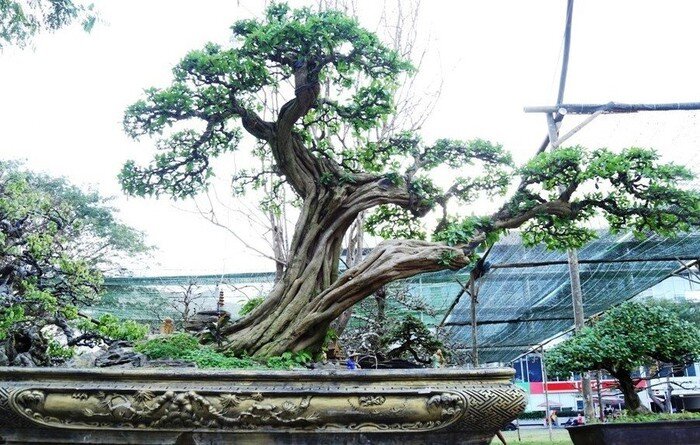 Cây ăn quả quen thuộc lên chậu thành bonsai được ưa chuộng, có cây giá tới 7 tỷ đồng, mang lại may mắn và tài lộc - 5